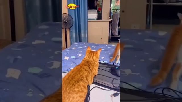 Топ смешных моментов с котами и собаками 🐶😹 Подборк?