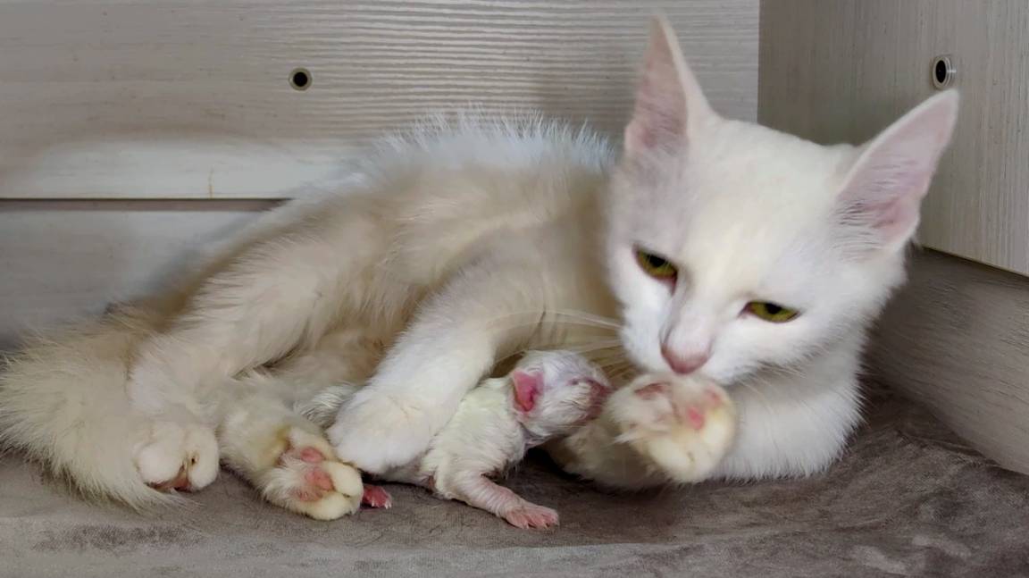 Кошка, отойди от моего котенка. Мама-кошка и ее маленький котенок. смотреть онлайн