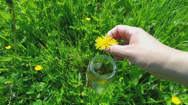 Как сделать варенье из одуванчиков, чтобы не засахарилось (мой рецепт)