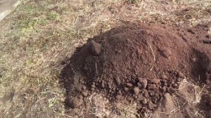 Подготовка почвы. Внесение перегноя в теплицу. #земляд