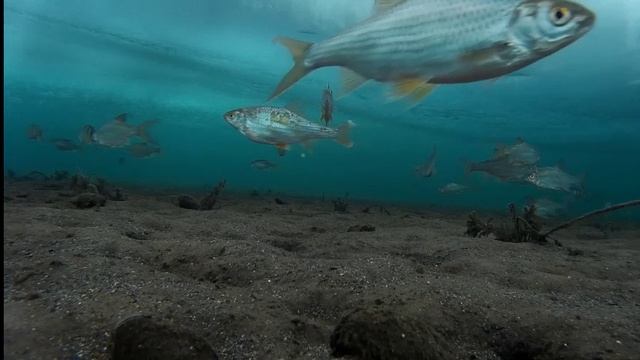 Рыбалка Братское водохранилище Молька подледная съемка ловли рыбы 19.02.16 ч.1 смотреть онлайн