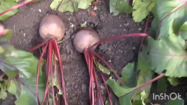 Лучшие гибриды и сорта свеклы . смотреть онлайн