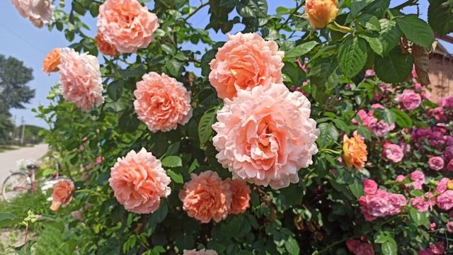 Начала своё цветение роза Полька! смотреть онлайн