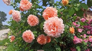 Начала своё цветение роза Полька!