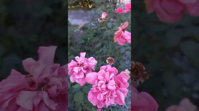 реальные истории из жизни #семья #розы #отношения #любо