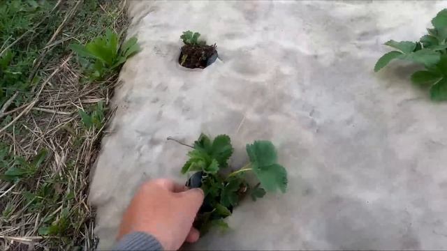 Быки, саженцы, смородина, яблонька дичка, хлам пилю. смотреть онлайн