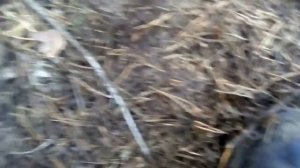 ОХОТА НА ЛИСУ КАПКАНАМИ НА ПРИВАДЕ. ЧАСТЬ 2  (ДЕЛАЕМ СЕЛ