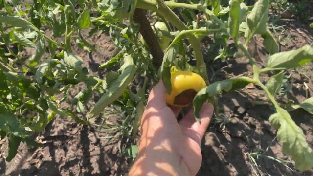 ОБЗОР ОГОРОДА СЕРЕДИНА ЛІТА🌽 ДРУГА ЧАСТИНА✨ОГОРОД Н смотреть онлайн