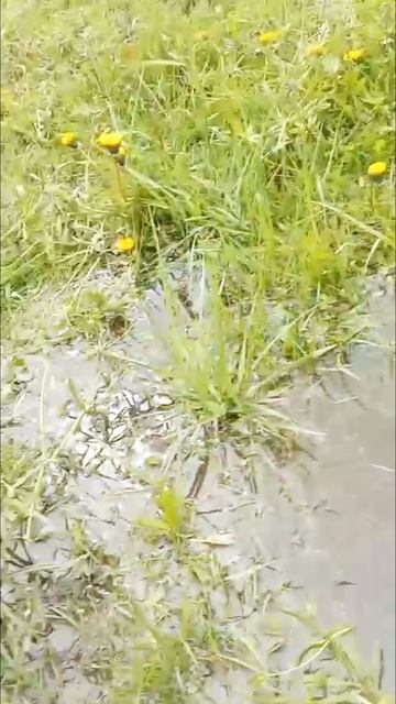 Выпускаем карася смотреть онлайн