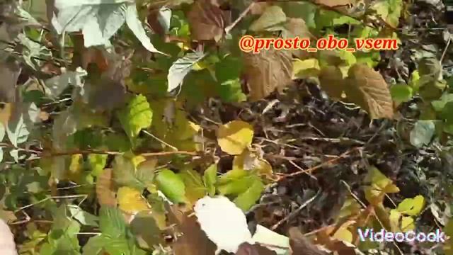 КАКАЯ ПОЛЬЗА ОТ МАЛИНЫ И ХРЕНА?