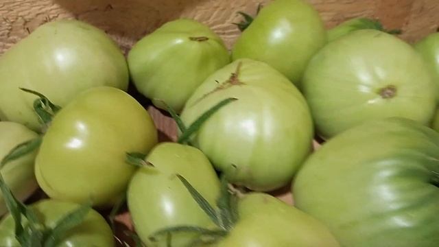 Холодные ночи. Срочно сняла томаты.