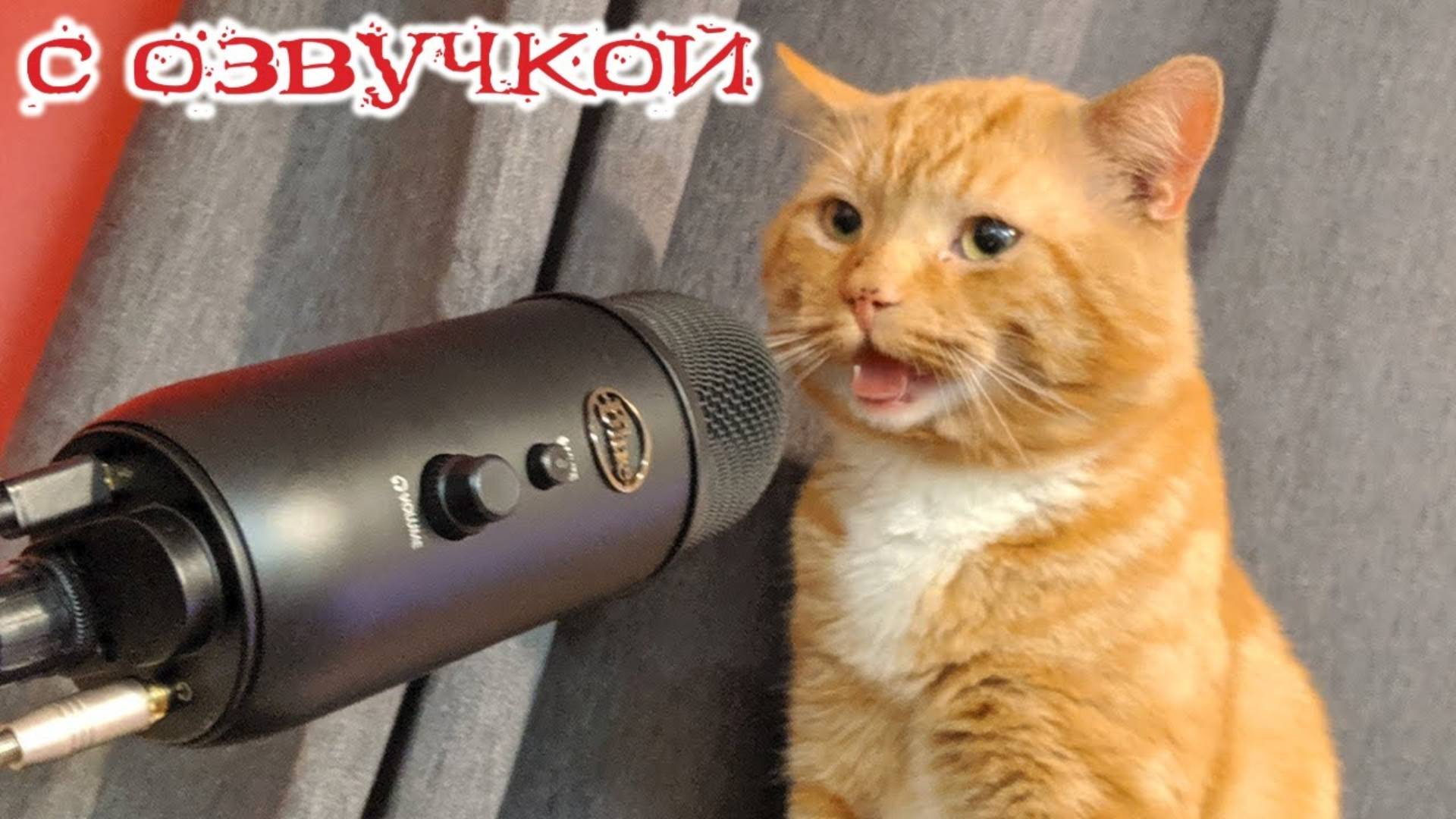 Приколы с котами! Смешные видео с животными! С ОЗВУЧКОЙ! Смешные коты! смотреть онлайн