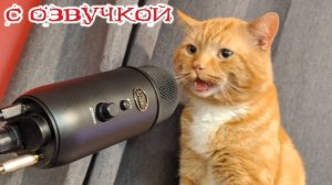 Приколы с котами! Смешные видео с животными! С ОЗВУЧКОЙ! Смешные коты!