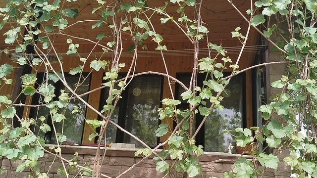 Мичуринский гибрид Амурского винограда сорта 'Северный Чёрный' в нашем саду в мае 2025 смотреть онлайн