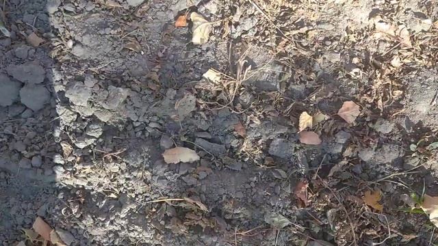 Копка картоплі 🥔🇺🇦😀💪👍 мотоблоком Заря 8 к, с смотреть онлайн