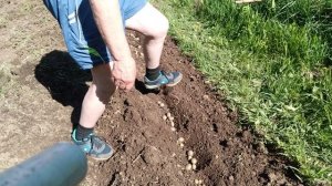 Как правильно посадить мелкую картошку, чтобы вырастить картофель 🥔 на посадку.
