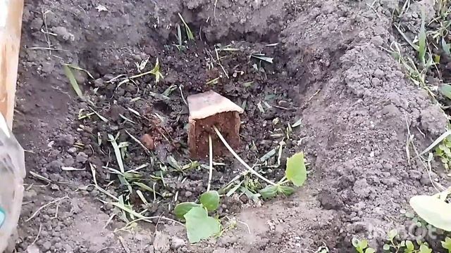 Когда высаживать рассаду в теплицу!? 🤔