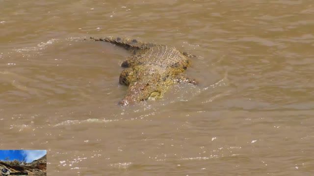 Дикая Кения. Нильские крокодилы смотреть онлайн