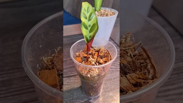 Воскрешение калатеи Лансифолии смотреть онлайн