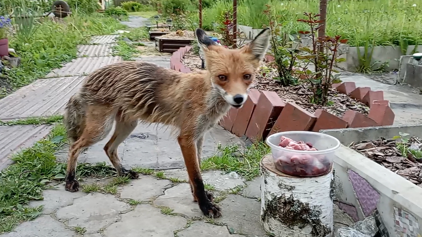 (1033) Лиса приходит в гости. Июнь 2025 смотреть онлайн