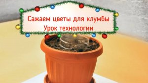 Цветы для школьной клумбы. Как посадить семена цветов. Урок технологии. Тепличное хозяйство.