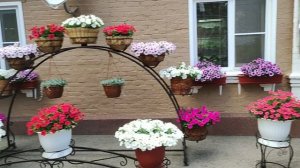 Невероятная красота цветения петуний в июне. Обзор цветущего  дворика.