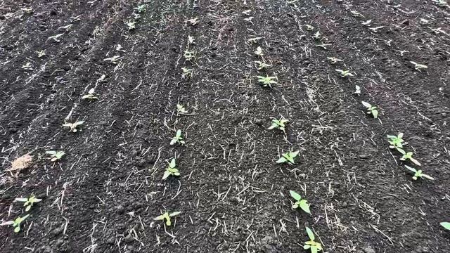 Подсолнечник 9.5.25