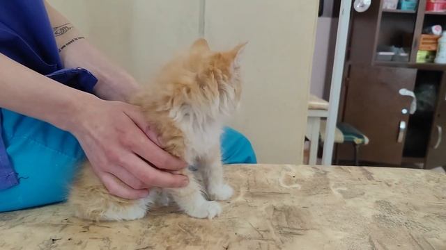 крохотный малыш Персик ищет дом