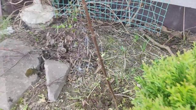 24 апреля  САД  ПЕРЕД ЗАМОРОЗКАМИ В ПОДМОСКОВЬЕ