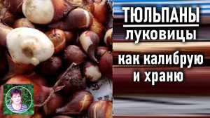 Как я сохраняю луковицы тюльпанов и нарциссов после выкопки и до новой посадки