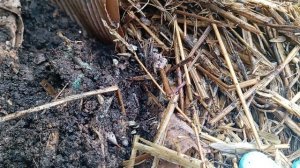 Разведение калифорнийских червей