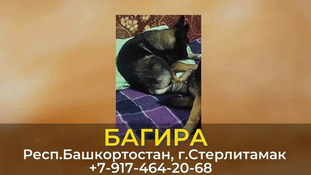 Пропала собака!БАГИРА.респ.Башкортостан,г.Стерлитама?