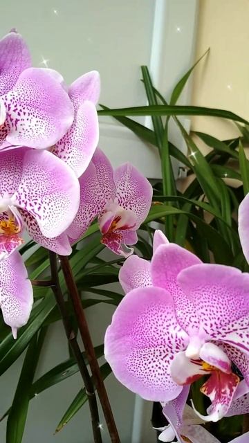 Phal.Jillion.Фаленопсис Джиллион.#orchids #pink orchids смотреть онлайн