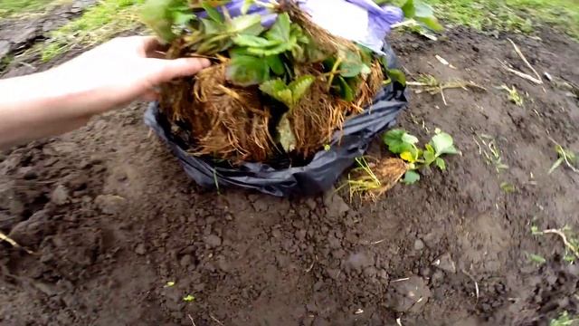 Посадка полуниці Альби І Азії 31 жовтня 2024 рік#посадкап смотреть онлайн