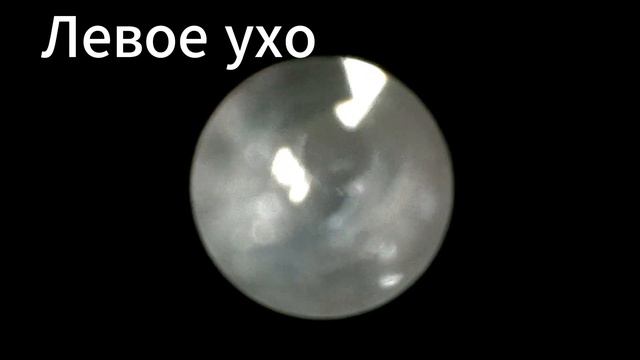 478597, кошка, Отоскопия, ретроградная риноскопия, стеноз