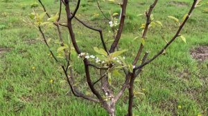 Груша Киргизька зимова в квітні. 4й рік після посадки