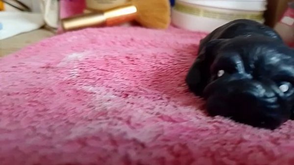 вечер сквиши собачек ✰