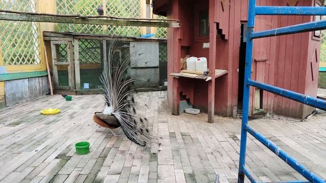 Павлин и его пава из усадьбы Кусково смотреть онлайн