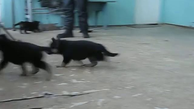 Щенки немецкой овчарки р.11.01.11 г.Великие Луки, смотреть онлайн