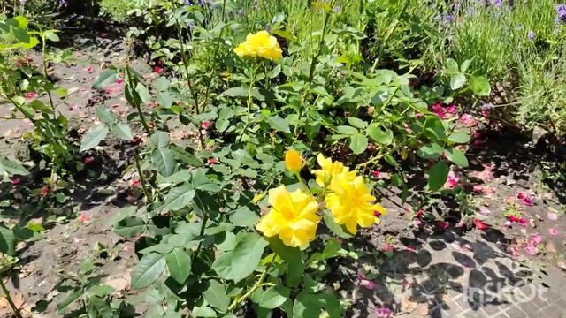 В парке появилось необычное цветочное 3D - пано. Крылья смотреть онлайн