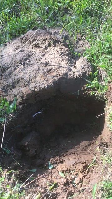 Вредный крот меня подвёл смотреть онлайн