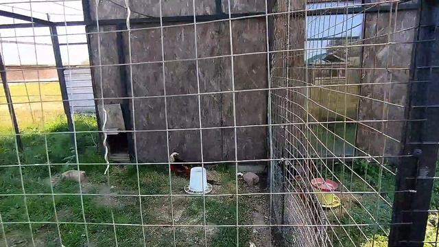 Керчь. Страусиная ферма смотреть онлайн