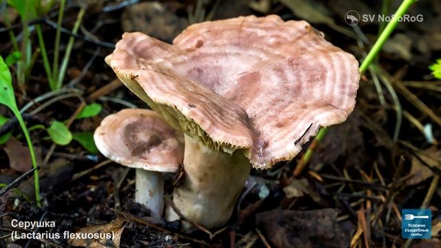 ГРИБЫ ГРУЗДИ ВСЕ ВИДЫ смотреть онлайн