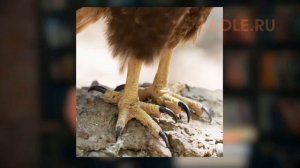 Класс Птицы. Внешнее и внутреннее строение птиц. Биология 7 класс. Отряд птиц Пингвинообразные. ЕГЭ