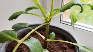 Как вырастить георгины. Формировка, удаление пасынков.