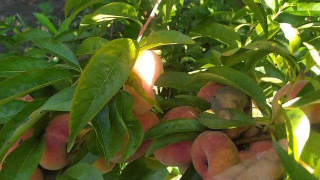 сорт інжирного персика 