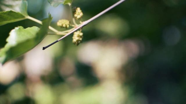 Весна. Тест видео камеры Nikon D3300 и объектива Nikkor 35mm F1.8G