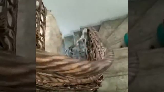 лестница балясины смотреть онлайн