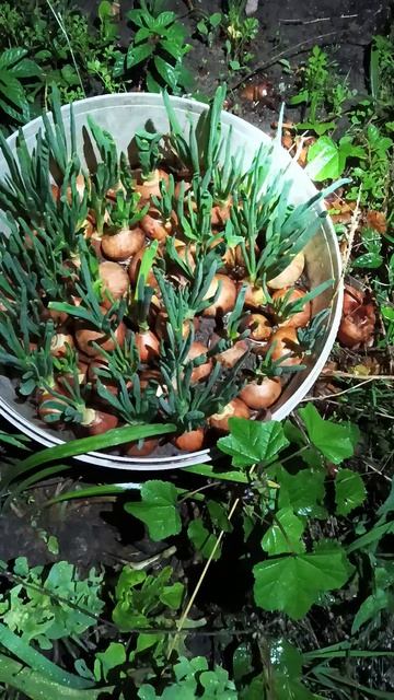 2 неделя прошлогоднего лука, выращивание га зелень.... смотреть онлайн