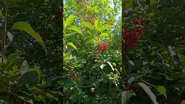 Любимые #россия #лето2024 #сад #🥕🥒🍅🌲❤🍒🍎🥦🧅🫶🌼😉